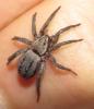 Berlandina cinerea